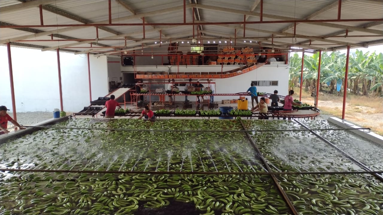 Área de limpieza del producto