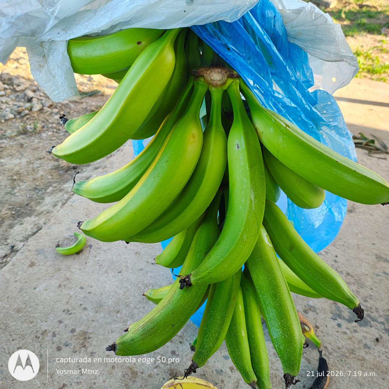 Racimo de Plátano Macho Mejorado